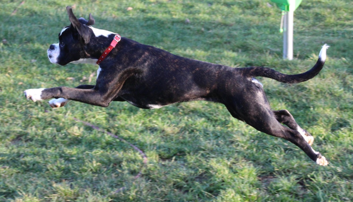 辅助开挂工具“熊猫大厅透视软件”详细分享装挂步骤