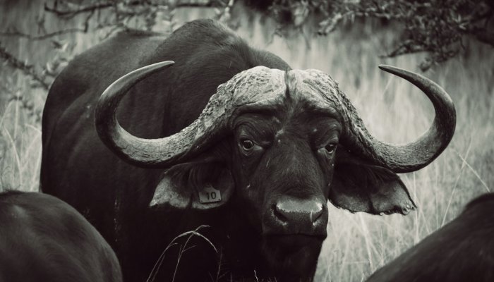 辅助开挂神器“红心宜兴麻将是不是有挂”开挂详细教程