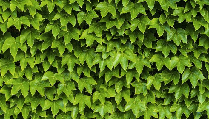 实测教程”川麻圈可以开挂吗”其实确实有挂