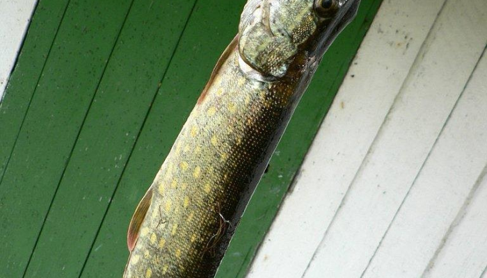 开挂辅助工具“捕鱼上分作弊”其实确实有挂 开挂辅助工具“捕鱼上分作弊”其实确实有挂