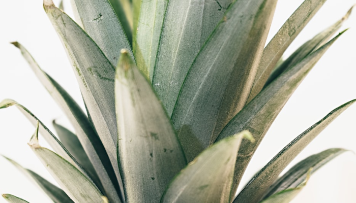 限时分享“大头大菠萝怎么开挂”其实确实有挂