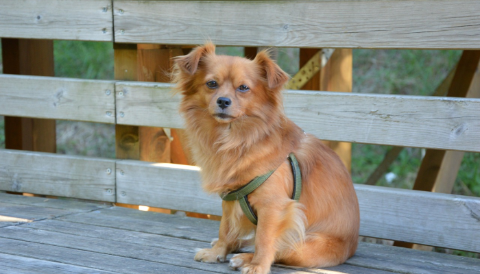 辅助开挂神器“土豆棋牌有没有挂”开挂详细教程 辅助开挂神器“土豆棋牌有没有挂”开挂详细教程