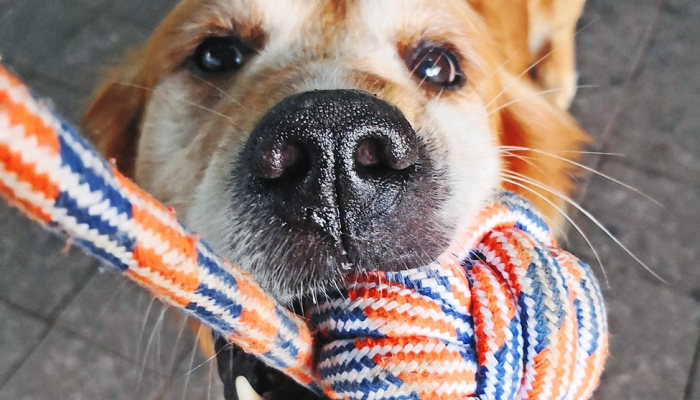 万能开挂辅助“中至九江开挂神器免费”详细分享装挂步骤