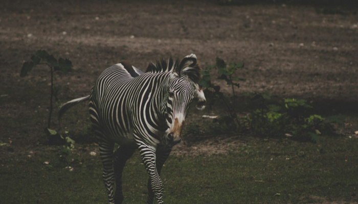 辅助开挂神器“新蜜瓜拼三张确实真的有挂”开挂详细教程