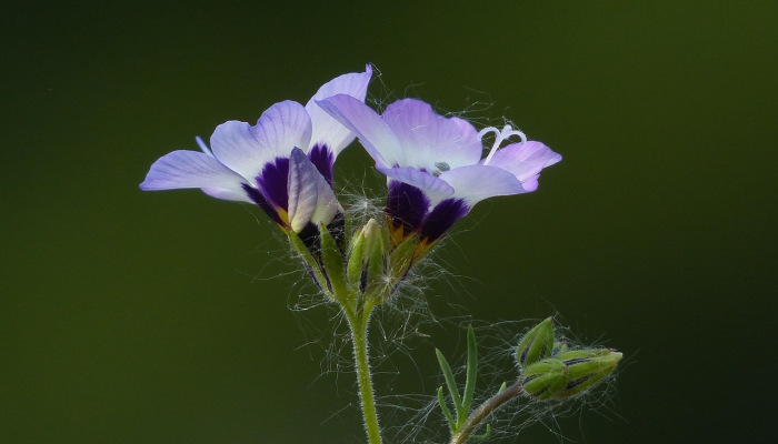 限时分享“花语有没有人有挂”其实确实有挂