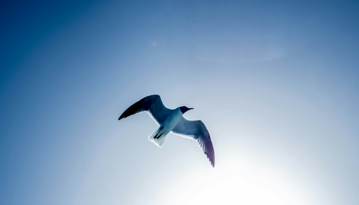 开挂辅助工具“众悦棋牌怎么开挂教程”其实确实有挂