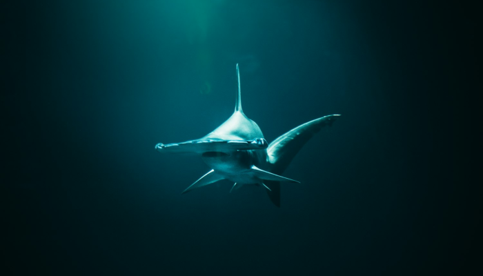 辅助神器“红心无锡麻将到底有没有挂”(透视)其实确实有挂