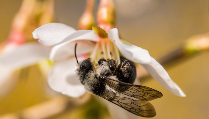 独家辅助解答“蜜蜂众娱拼三张开挂透视”太坑了真的有挂 独家辅助解答“蜜蜂众娱拼三张开挂透视”太坑了真的有挂