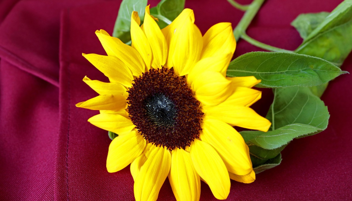 限时分享“川麻换三张有开挂辅助吗”开挂详细教程