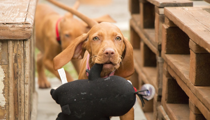 辅助开挂神器“哈狗游戏开挂辅助软件”其实确实有挂 辅助开挂神器“哈狗游戏开挂辅助软件”其实确实有挂