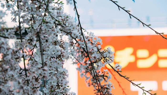 辅助开挂工具“牌友联盟开挂教程”开挂(透视)辅助教程