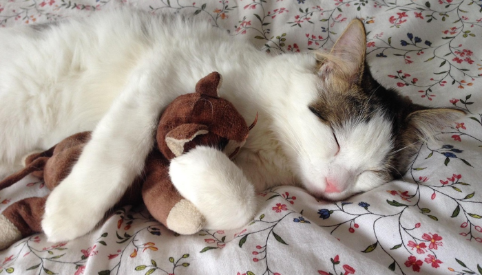 玩家实测“桂麻圈可以作弊吗”分享用挂教程 玩家实测“桂麻圈可以作弊吗”分享用挂教程