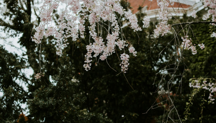 必看教程“樱花之盛确实真的有挂”太坑了真的有挂