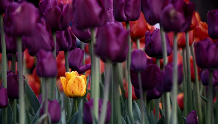 辅助神器“掌心圈麻将有挂是真的吗”开挂(透视)辅助教程 辅助神器“掌心圈麻将有挂是真的吗”开挂(透视)辅助教程