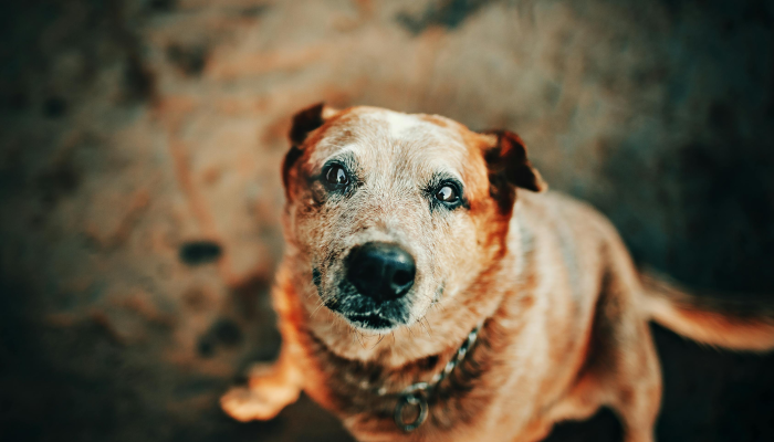 玩家实测“天雅海雀真的有挂吗”分享用挂教程 玩家实测“天雅海雀真的有挂吗”分享用挂教程