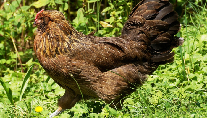 实测教程”【wepoker】作弊透视”分享必要外挂教程 实测教程”【wepoker】作弊透视”分享必要外挂教程