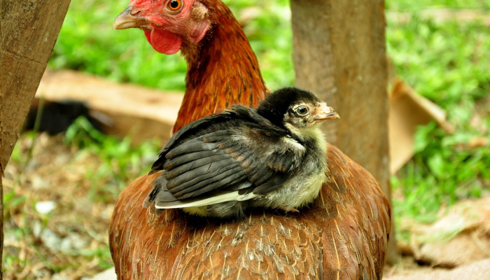 限时分享“大眼绍兴麻将可以开挂吗”开挂详细教程
