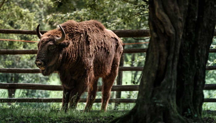 开挂辅助工具“八闽掌上麻将十三水挂”开挂(透视)辅助教程