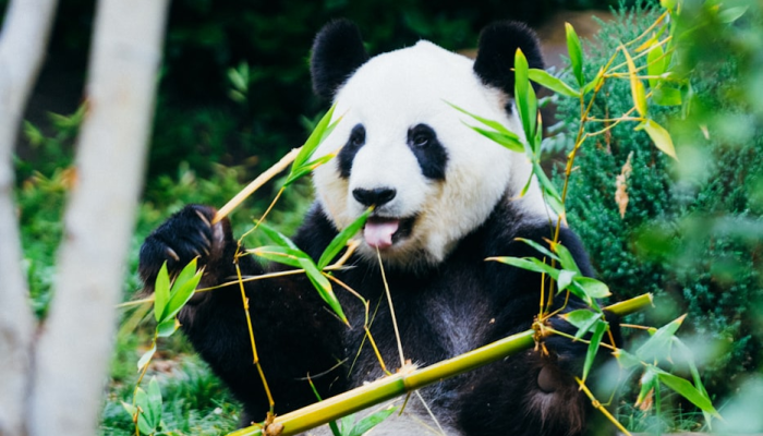 辅助开挂神器“福建大菠萝辅助软件”开挂详细教程 辅助开挂神器“福建大菠萝辅助软件”开挂详细教程