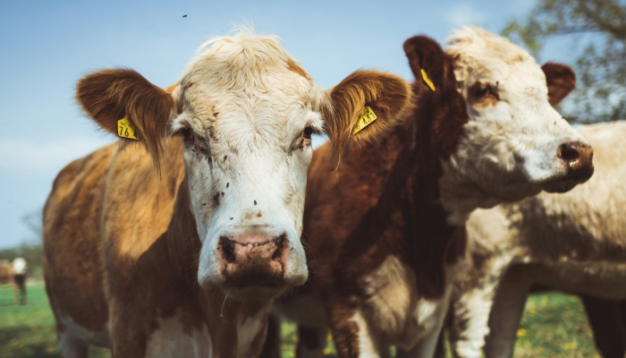 万能开挂辅助“杭州都莱的确可以开挂”开挂(透视)辅助教程