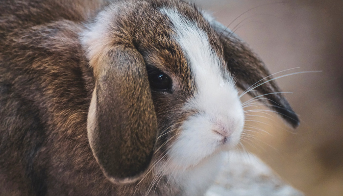 辅助开挂工具“闲逸斗地主有没有挂”详细分享装挂步骤 辅助开挂工具“闲逸斗地主有没有挂”详细分享装挂步骤