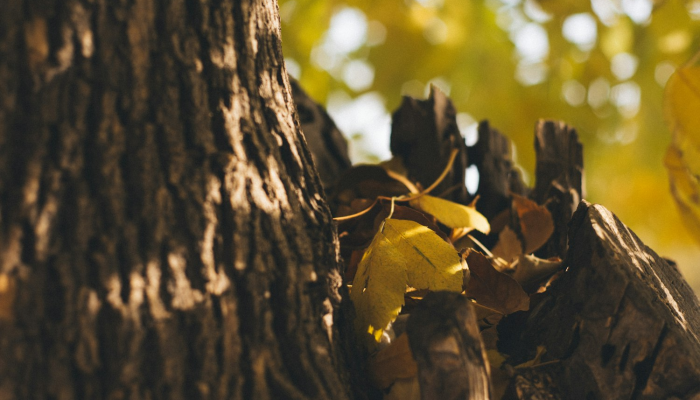 限时分享“梧桐树开挂安全吗”开挂详细教程 限时分享“梧桐树开挂安全吗”开挂详细教程