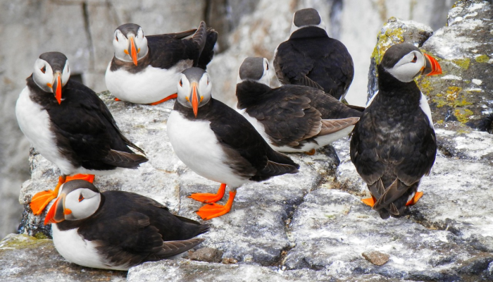 辅助开挂神器“桃乐甘肃麻将开挂神器下载”开挂详细教程 辅助开挂神器“桃乐甘肃麻将开挂神器下载”开挂详细教程