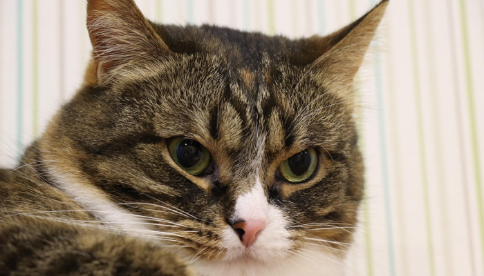 万能开挂辅助“金州水鱼真的有挂吗”开挂(透视)辅助教程 万能开挂辅助“金州水鱼真的有挂吗”开挂(透视)辅助教程