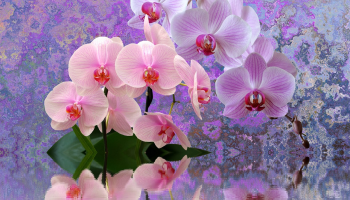 限时分享“开心武汉花有没有挂”开挂详细教程