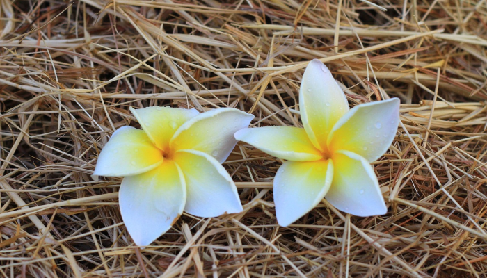 限时分享“清远佬麻将有挂吗”开挂详细教程