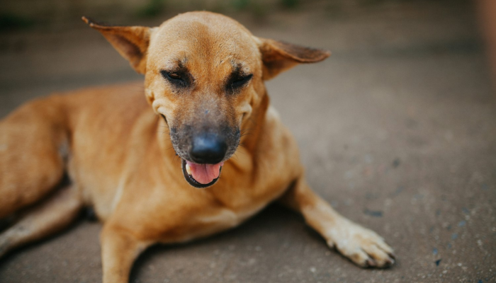万能开挂辅助“哈狗游戏十三道辅助”详细分享装挂步骤 万能开挂辅助“哈狗游戏十三道辅助”详细分享装挂步骤