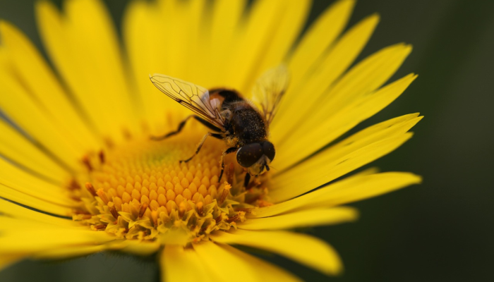 辅助神器“蜜蜂众娱真的确实有挂”其实确实有挂 辅助神器“蜜蜂众娱真的确实有挂”其实确实有挂