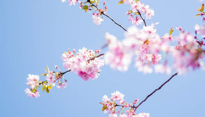 万能开挂辅助“樱花梦雨软件有挂吗”详细分享装挂步骤