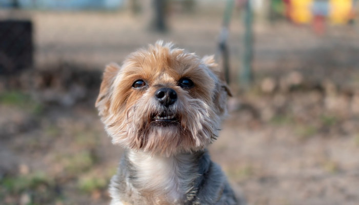 开挂辅助工具“哈狗游戏辅助软件”开挂(透视)辅助教程 开挂辅助工具“哈狗游戏辅助软件”开挂(透视)辅助教程