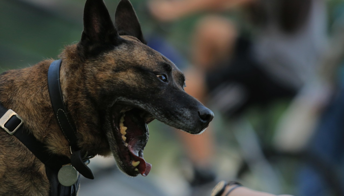 限时分享“哈狗游戏十三道到底有挂吗”开挂详细教程