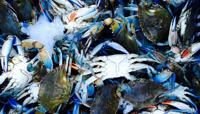 辅助神器“边锋山西麻将怎么开挂”开挂(透视)辅助教程