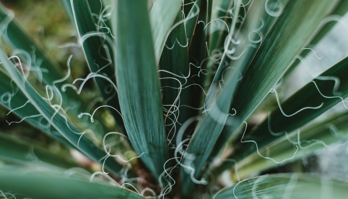 辅助神器“佛手在线大菠萝可以开挂吗”其实确实有挂