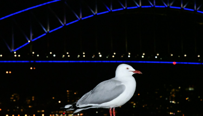 开挂辅助工具“新大海互娱拼三张透”(透视)其实确实有挂