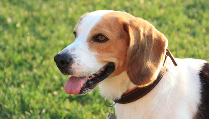 辅助神器“哈狗游戏辅助软件”开挂(透视)辅助教程