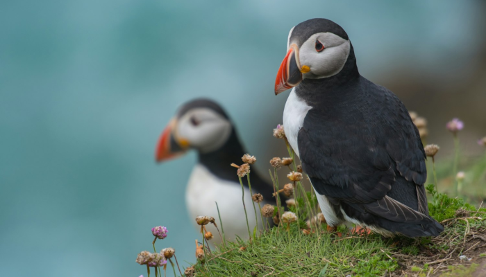 玩家实测“天雅海雀真的有挂吗”分享必要外挂教程